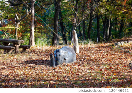 A clear autumn day at Asu Sports Park: Akebonozou in the Ancient Plaza (Hanno City, Saitama Prefecture) 120446921