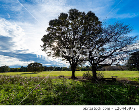 A refreshing autumn scene: grassland and the silhouette of a large tree against the blue sky 120446972