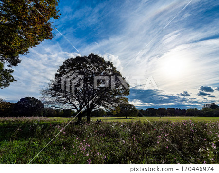 A refreshing autumn scene: grassland and the silhouette of a large tree against the blue sky 120446974