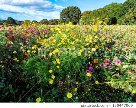Refreshing autumn scenery: Colorful flower fields shining against the clear blue autumn sky 120447069