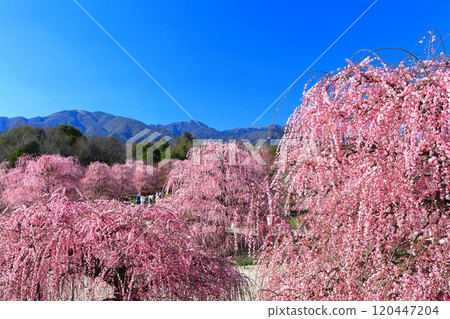 【三重縣】鈴鹿森林公園和梅花盛開的鈴鹿山 【三重縣】鈴鹿森林公園和梅花盛開的鈴鹿山 120447204