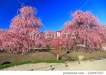 【三重縣】梅花盛開的鈴鹿之森庭園 120447207