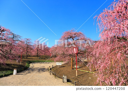 [Mie Prefecture] Suzuka Forest Garden with plum blossoms in full bloom 120447208