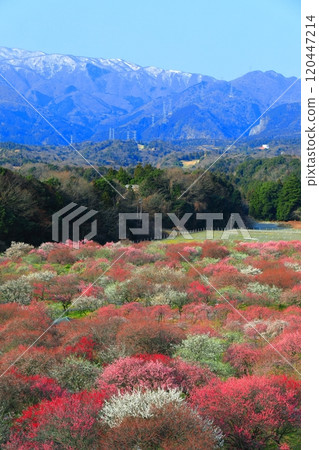 [Mie Prefecture] Plum blossoms in full bloom at Inabe Bairin Park and the Suzuka Mountains 120447214