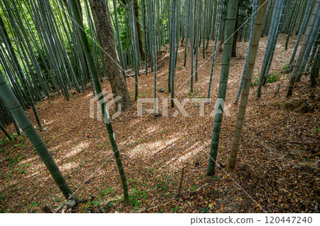 Bamboo forest within the grounds of Iwashimizu Hachimangu Shrine, Yawata City, Kyoto Prefecture 120447240