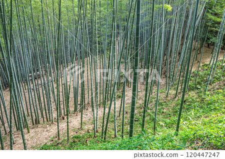 Bamboo forest within the grounds of Iwashimizu Hachimangu Shrine, Yawata City, Kyoto Prefecture Bamboo forest within the grounds of Iwashimizu Hachimangu Shrine, Yawata City, Kyoto Prefecture 120447247