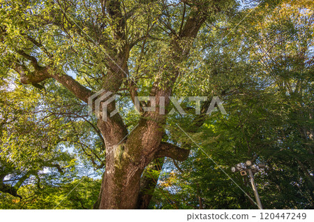 Camphor tree in the grounds of Iwashimizu Hachimangu Shrine, Yawata City, Kyoto Prefecture Camphor tree in the grounds of Iwashimizu Hachimangu Shrine, Yawata City, Kyoto Prefecture 120447249
