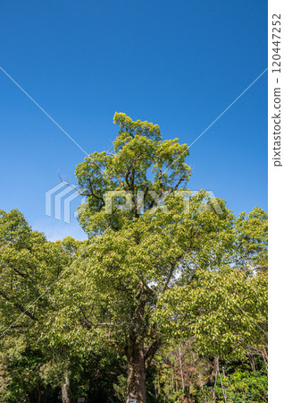 Camphor tree in the grounds of Iwashimizu Hachimangu Shrine, Yawata City, Kyoto Prefecture Camphor tree in the grounds of Iwashimizu Hachimangu Shrine, Yawata City, Kyoto Prefecture 120447252