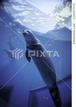 海豹朝水面移動 120447278