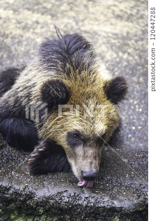 Brown bear eating food Brown bear eating food 120447288