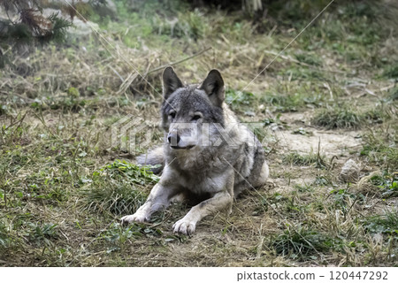 Gray wolf (wolf) 120447292