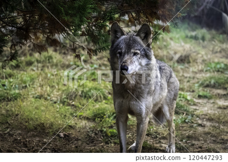 Gray wolf (wolf) 120447293