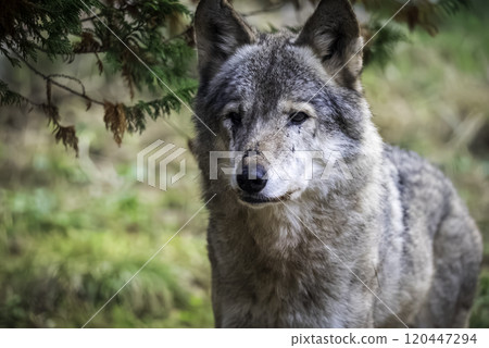 Gray wolf (wolf) 120447294