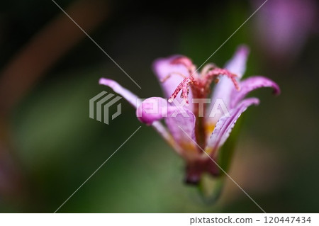 美麗綻放的台灣花 120447434