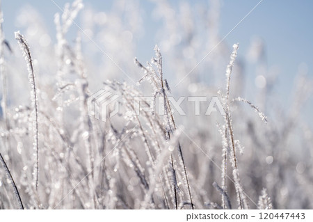 [Winter material] Hoarfrost on pampas grass [Nagano Prefecture] 120447443