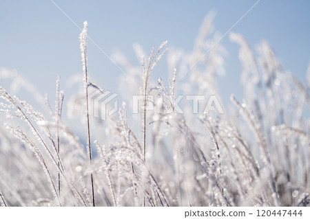 [Winter material] Hoarfrost on pampas grass [Nagano Prefecture] 120447444
