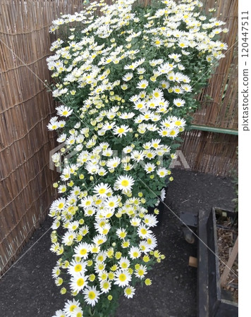 Kikuhana展覽 Kikuhana展覽 120447511