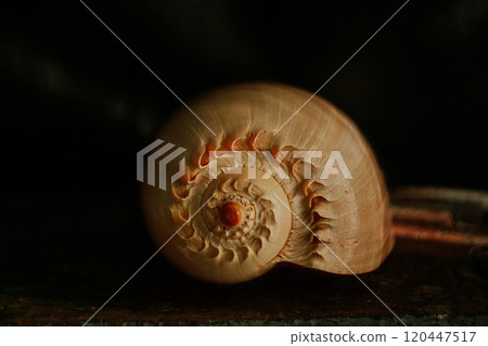 An image of a large empty ocean snail shell. Underwater animals. Seashells. Interior photo. Melo Diadem 120447517