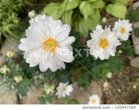 Autumn chrysanthemum, anemone, flower, flower bed, white 120447564
