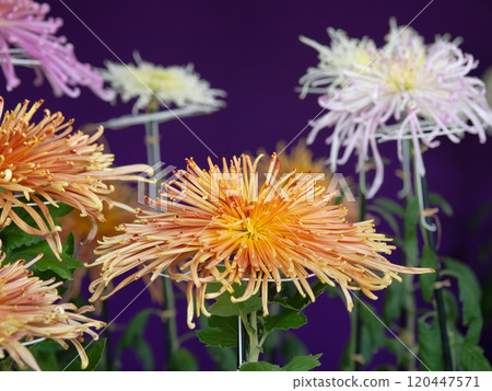 菊花 菊花 120447571