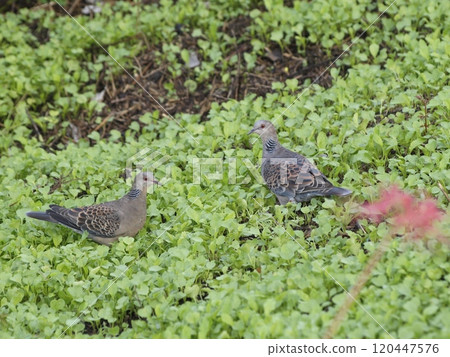 Two turtles 120447576