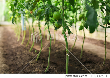 Tomatoes on a branch in a greenhouse closeup Tomatoes on a branch in a greenhouse closeup 120447591