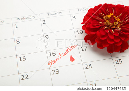 Menstruation calendar with red flower. Woman critical days, woman hygiene protection. Menstrual pain Menstruation calendar with red flower. Woman critical days, woman hygiene protection. Menstrual pain 120447685