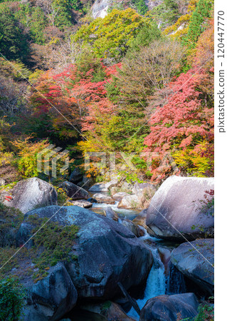 [紅葉素材]昇仙峽的象徵－覺園坊的紅葉【山梨縣】 120447770