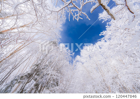 [Material of hoarfrost] A world of white and blue, hoarfrost and blue sky [Nagano Prefecture] 120447846
