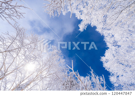 [Material of hoarfrost] A world of white and blue, hoarfrost and blue sky [Nagano Prefecture] 120447847