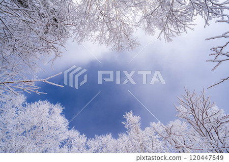 [Material of hoarfrost] A world of white and blue, hoarfrost and blue sky [Nagano Prefecture] 120447849