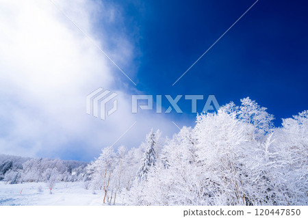[Material of hoarfrost] A world of white and blue, hoarfrost and blue sky [Nagano Prefecture] 120447850