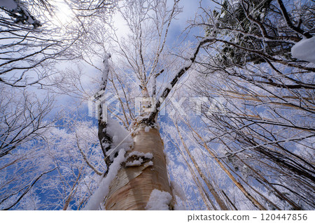 [白霜的材質]白與藍、白霜與藍天的世界[長野縣] 120447856