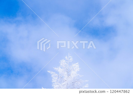 [Material of hoarfrost] A world of white and blue, hoarfrost and blue sky [Nagano Prefecture] 120447862