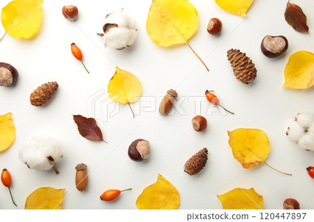 Autumn composition. Dried leaves, flowers, berries on white background. Thanksgiving day concept. Flat lay, top view, copy space Autumn composition. Dried leaves, flowers, berries on white background. Thanksgiving day concept. Flat lay, top view, copy space 120447897