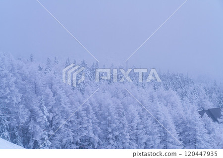 [Frost material] Frost on the Norikura Plateau [Nagano Prefecture] 120447935
