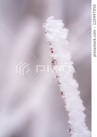 [Frost material] Frost on the Norikura Plateau [Nagano Prefecture] 120447950