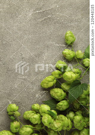Green fresh hop cones for making beer and bread on grey background. Vertical photo 120448185