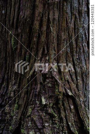 雪松樹的表面長滿青苔 雪松樹的表面長滿青苔 120448381