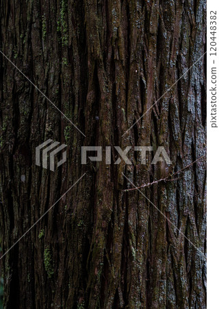 Mossy cedar tree surface Mossy cedar tree surface 120448382