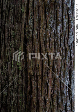 雪松樹的表面長滿青苔 120448383