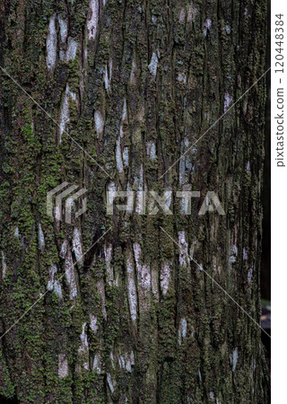 Mossy cedar tree surface Mossy cedar tree surface 120448384