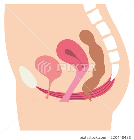 Pelvic floor muscles diagram - urinary incontinence Pelvic floor muscles diagram - urinary incontinence 120448488