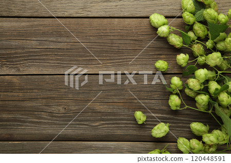 Green fresh hop cones for making beer and bread on grey wooden background. Green fresh hop cones for making beer and bread on grey wooden background. 120448591