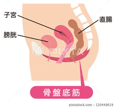 Pelvic floor muscles diagram - urinary incontinence 120448619