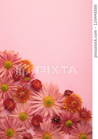 Pink flowers on pink paper background. Flower composition 120448800