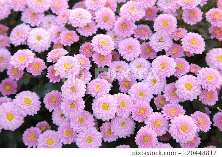 Beautiful of Chrysanthemum pink flowers in garden. 120448812