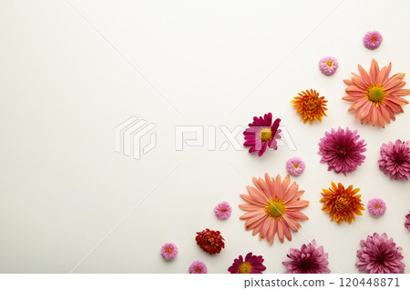 Pink flowers on white background. Flower composition 120448871