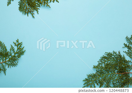 Thuja branch on blue background. Place for text. Thuja branch on blue background. Place for text. 120448873