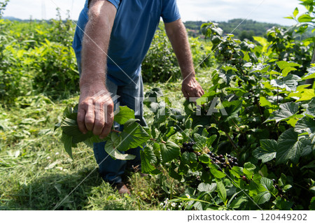 Senior Farmer Carefully Inspecting His Blueberry Farm to Ensure Quality and Progress 120449202
